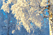 ambience, ambience pictures, atmosphere, birches, christmas ambience, cold, cold, frosty, season, seasons, snow, winter