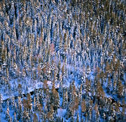 aerial photo, aerial photo, aerial photos, aerial photos, drone aerial, drnarfoto, Jamtland, landscapes, spruce, spruce forest, winter, winter landscape, woodland