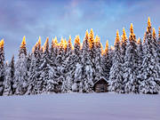 ambience, ambience pictures, atmosphere, barn, christmas ambience, grantoppar, mid-winter, nature, season, seasons, spruce forest, winter, woodland