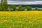 dandelion meadow, dandelions, flowers, Jamtland, landscapes, meadowland, nature, season, seasons, sommarng, summer, yellow, yellow