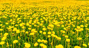 ambience, ambience pictures, atmosphere, dandelion meadow, dandelions, flowers, Jamtland, meadowland, nature, season, seasons, sommarng, summer, yellow, yellow