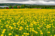 dandelion meadow, dandelions, flowers, Jamtland, landscapes, meadowland, nature, season, seasons, sommarng, summer, yellow, yellow