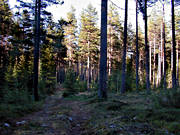 biotope, biotopes, forest land, forests, nature, pine, pine forest, pine forest, pines, woodland