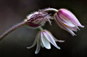 biotopes, flower, flowers, Herjedalen, landscape flower, landscape flowers, nature, plants, herbs, pulsatilla vernalis, spring pasque flower, woodland