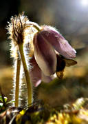 alpine flowers, backlight, flowers, Herjedalen, landscape flower, landscape flowers, nature, plants, herbs, spring pasque flower, woodland