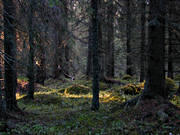 abies, biotope, biotopes, elfin, fairy tale forest, forest land, forests, nature, spruce forest, woodland