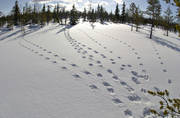 animals, mammals, rodents, snow, squirrel, squirrel tracks, tracks