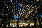 Batsfjord, dried, drying, drying rack, fish, fish stand, fish rack, fishing, fishing, Northern Norway, split dried code, sundried, work