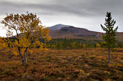 alpine birch, alpine landscape, ambience, ambience pictures, atmosphere, autumn, autumn colours, Jamtland, landscapes, mountain, nature, season, seasons, silverfallet, Snasa Mountains, Snasamassivet, Snasen, Storsnasen