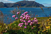 Armeria maritima, beach, biotope, biotopes, flourishing, flower, flowers, landscapes, Lunde, meadowland, nature, Norway, plant, plants, herbs, sea, sea, sea-shore, strandtrift, summer, thrift, ng