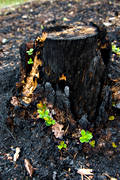 burnt, burnt, cowberry sprigs, environment, fire, forest fire, forest land, forestry, nature, regrowth, stub, snag, stump, woodland, work