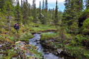 biotope, biotopes, canyon, creek, Jamtland, landscapes, lichens, moss, mossor, nature, naturreservat, reservat, Skalstugan, softwood forest, Styggdalen, summer, vatten, virgin forest, wildwood, watercourse, woodland