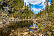 biotope, biotopes, canyon, Jamtland, landscapes, lichens, moss, mossor, nature, naturreservat, reservat, softwood forest, Styggdalen, summer, tarn, vatten, virgin forest, wildwood, watercourse, woodland