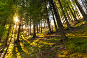 nature, spruce, summer, sunrays, tree, woodland