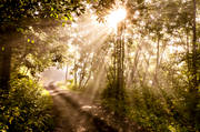 ambience, backlight, cartway, Fjllngen, forest motor road, light, nature, path, seasons, sommarbild, summer, sun, sunrays, woodland