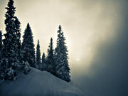 fog, Jamtland, landscapes, nature, pines, seasons, winter, woodland