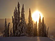 Jamtland, landscapes, pines, seasons, sun, sunset, winter