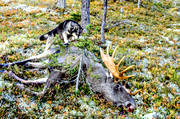 bull, hornkrona, hunting, male moose, moose, moose hunting, ox, river ragg, shot, swedish moosehound, lgoxe
