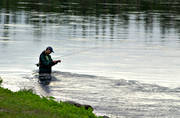 anglers, angling, fishing, flyfishing, Kvisslestrmmen, swimfeeder, wade