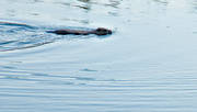 animals, beaver, gnawer, mammals, swim, swimming