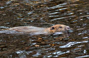 animals, beaver, gnawer, mammals, swimming, vatten