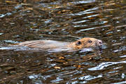 animals, beaver, gnawer, mammals, swimming, vatten