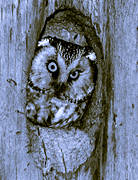 animals, birds, black-and-white, nest tree, nesting, night, owl, owls, owls nest, tengmalm, woodpecker holes