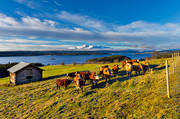 Areskutan, autumn, barn, boskap, Cold lake, farmin, Jamtland, landscapes, meadowland, tjurar