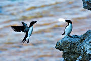 Alca torda, alka, alker, animals, auks, bird, birds, Landskap, sea bird, sea birds, Stor Karls, Tordmule