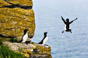 Alca torda, alka, alker, animals, auks, bird, birds, Landskap, sea bird, sea birds, Stor Karls, Tordmule