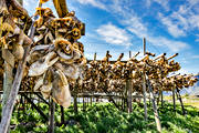 drying rack, fish head, fishing, fishing, fiskhuvuden, installations, Lofoten, Nordland fylke, Norway, summer, torkade, work