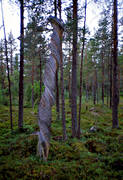 biotope, biotopes, dead tree, dry stub, forest land, forests, nature, stub, snag, stump, virgin forest, wildwood, woodland