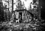 barking bird dog, bergstrand, finnish spitz, forest cabin, forest hut, fngstkoja, hunting, hunting hut, hunting cabin, hut, timbered, trapper, trapper's hut, trappern bergstrand, trapping