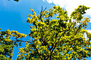 ekskog, foliage, leafage, nature, oak, tree, trdkrona, Visings, woodland