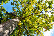 ekskog, foliage, leafage, nature, oak, tree, trdkrona, Visings, woodland