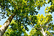 ekskog, foliage, leafage, nature, oak, tree, trdkrona, Visings, woodland