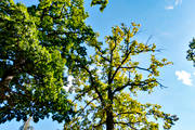 ekskog, foliage, leafage, nature, oak, tree, trdkrona, Visings, woodland