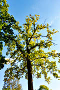 ekskog, foliage, leafage, nature, oak, tree, trdkrona, Visings, woodland