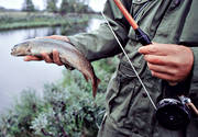 angling, fishing, flyfishing, Hallan, trout