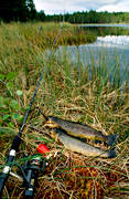 angling, angling, casting rod, fishing, Grevetjarn, Lidsjo, to angle, trout