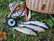 angling, fish, fishing, flyfishing, trout, trouts