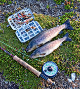 angling, fishing, fly, fly rod, flyfishing, trouts