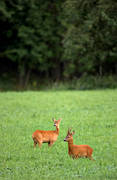 animals, bock, female roe deer, goat, grazes, ley, mammals, pasturage, roebuck, venison