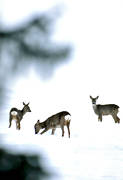 animals, grazes, mammals, snow, venison, winter, winter grazing