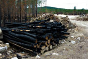 burnt, burnt, environment, fire, forest fire, forest land, forestry, nature, pulp wood, timber, woodland, work