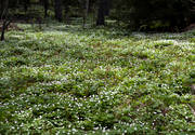 biotope, flourishing, flower, flowers, forests, meadowland, nature, plants, herbs, spring, wood anemone, wood anemones, woodland