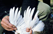 age, animals, birds, decide, ptarmigan, willow grouse, wing of white grouse, wings of white grouse