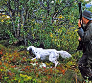 alpine hunting, animals, bird dog, bird hunting, booth, dog, dogs, english setter, hunting, jaktprov, mammals, mountain, pointing dog, ptarmigan, setter, white grouse hunt