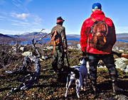 alpine hunting, bird dog, bird hunting, dog, hunting, pointing dog, ptarmigan, white grouse hunt