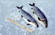 angling, fish, fishing, ice fishing, ice fishing, whitefish, winter fishing